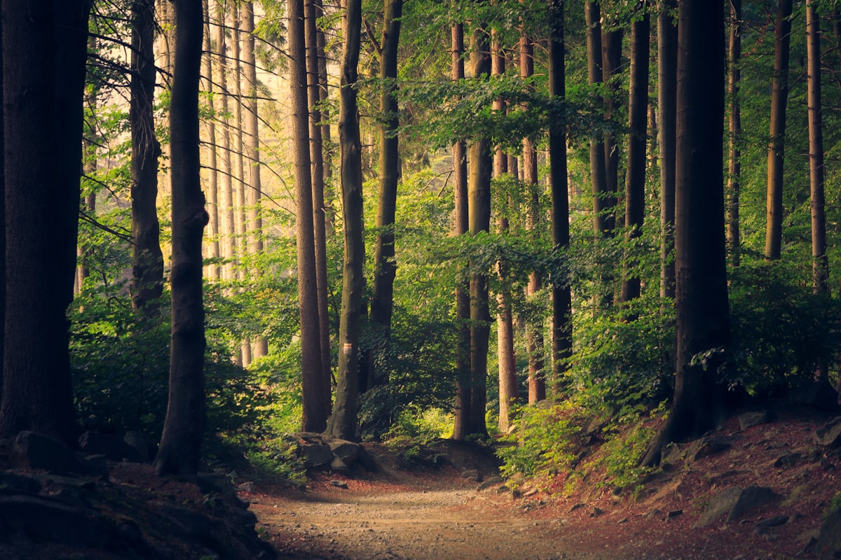 Reforest Oregon's Beloved Trails